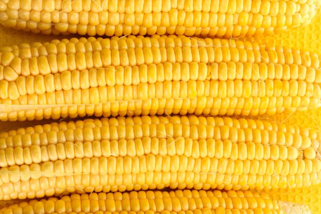 Fresh corn close up