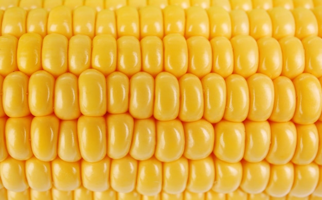 Fresh corn close up
