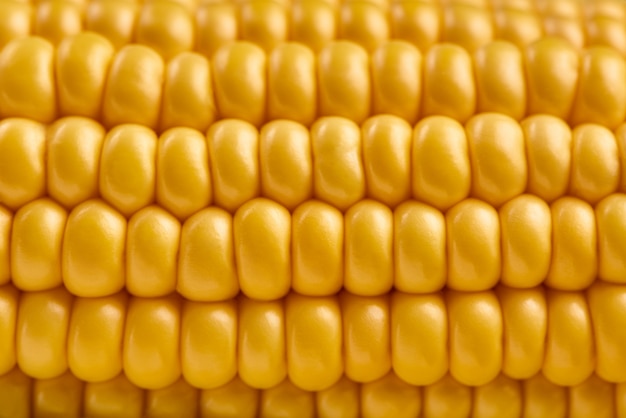 Fresh corn cob, macro view