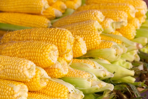 Fresh corn on the cob pile on street market stall in Istanbul city. Healthy snack concept