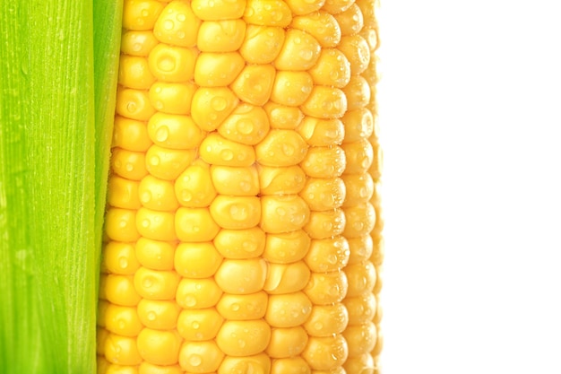 Fresh corn cob on white background closeup