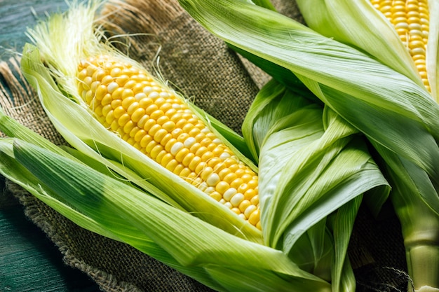 Fresh corn on the cob with green leaves