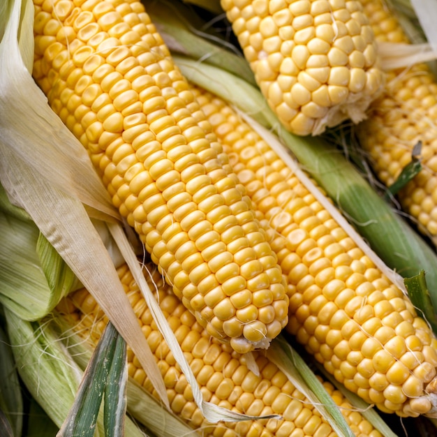 Fresh corn cobs close up, top view