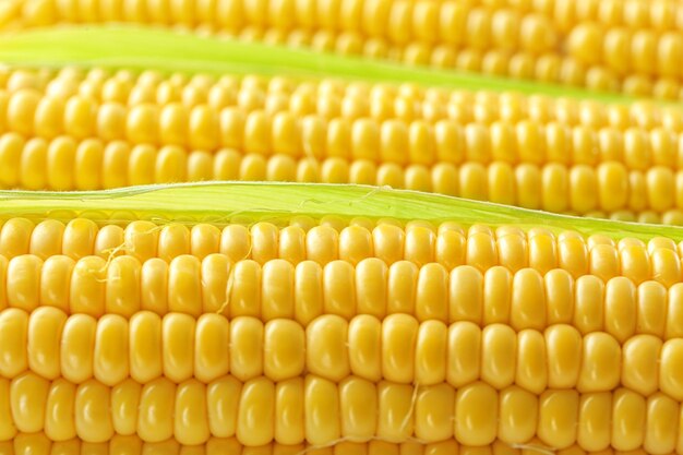 Fresh corn cobs close up