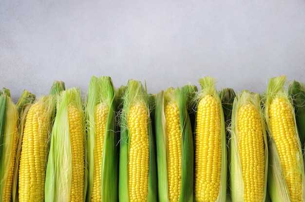 Fresh corn on cobs on light grey concrete 