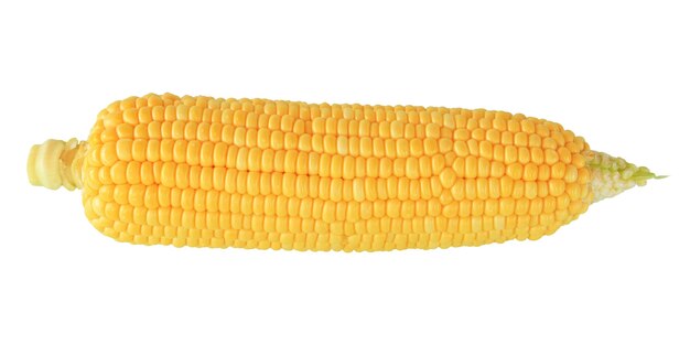 Fresh corn cobs