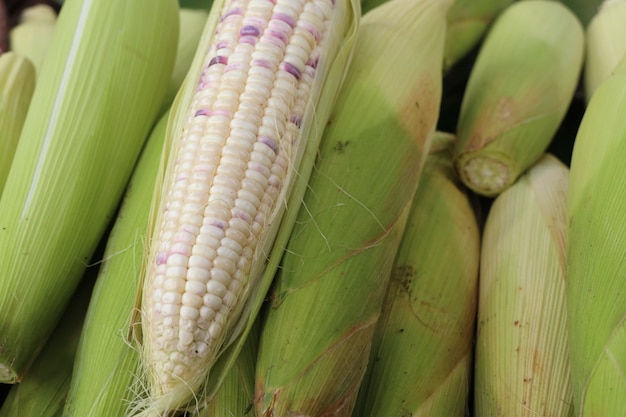 fresh corn at market