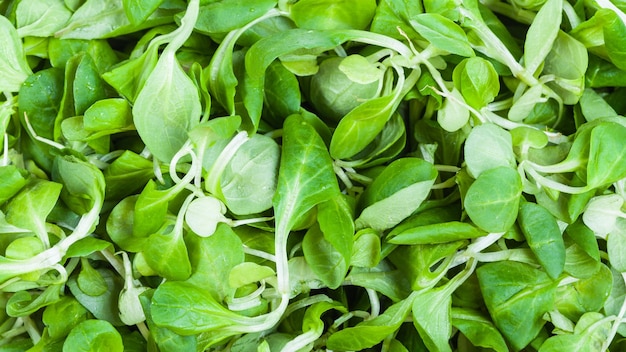 Photo fresh corn salad mache feld salat etc closeup