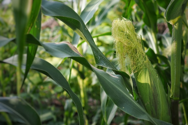 Fresh corn on stalk in field.