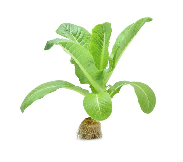 Fresh Cos Lettuce Isolated on White