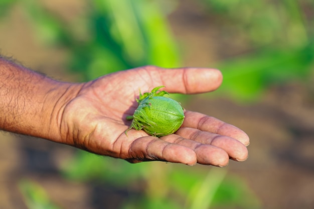 Fresh Cotton fruit in hand 