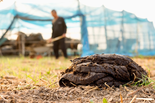 Fresh cow dung in the fields and farmers men.