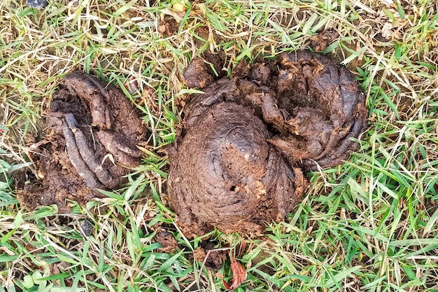 Foto feccia di mucca fresca nell'erba verde