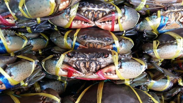 Photo fresh crab food seafood mangrove