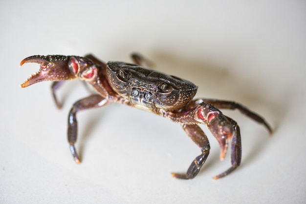 Fresh crab rock, wild freshwater crab claw, forest crab or
stone crab river