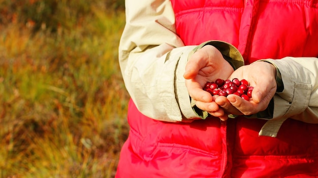 Fresh cranberries in your hand picking healthy berries in the swamp the concept of the autumn season and harvest