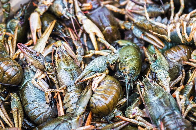 Fresh crayfish in a drawer in a supermarket, restaurant or market window