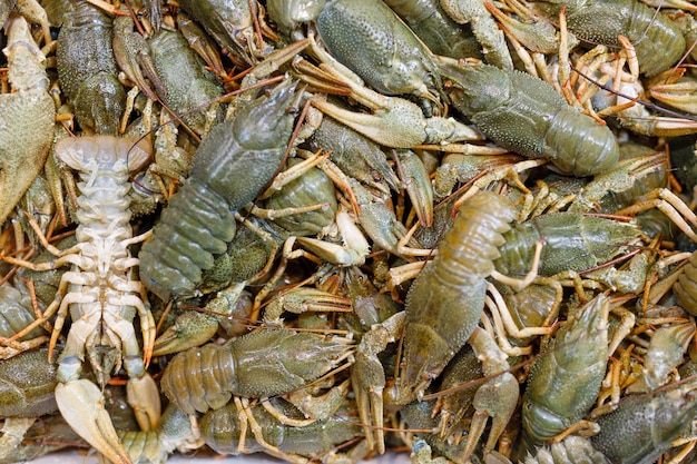 Photo fresh crayfish at the fish market