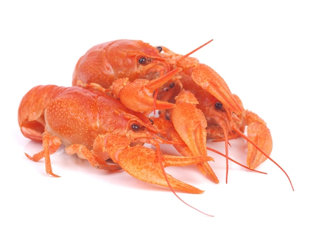 Fresh crayfish on a white background