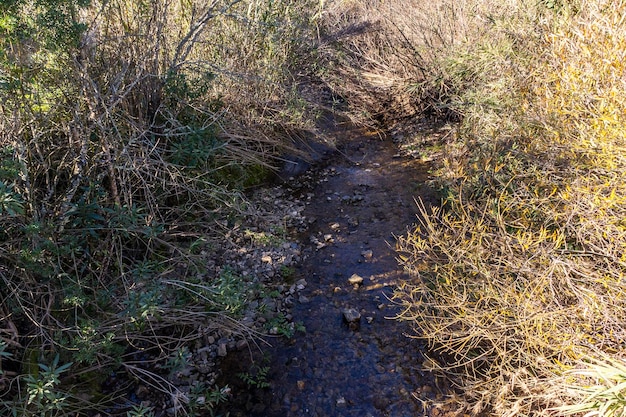 Acqua fresca del torrente che scorre