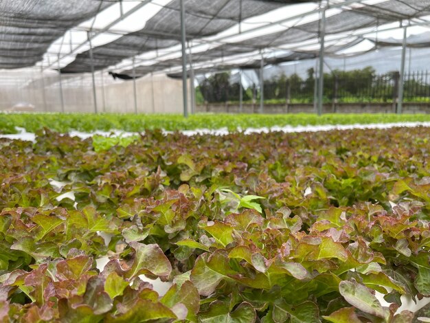 Fresh and crispy lettuce the perfect green addition to your favorite pizza burger and sandwich