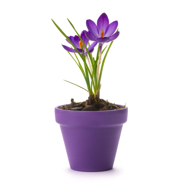 Fresh crocus into a purple pot over a white background