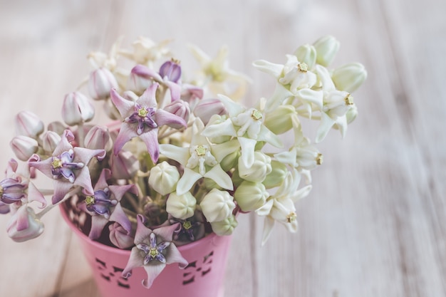 木製のテーブル上の新鮮な冠の花またはCalotropis giantea