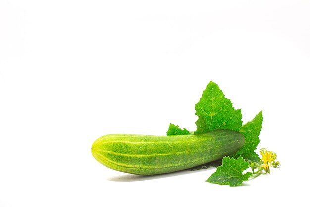 fresh cucumber isolated on white background