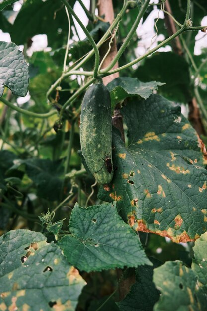 Fresh cucumber, in the photo after the rain in the afternoon