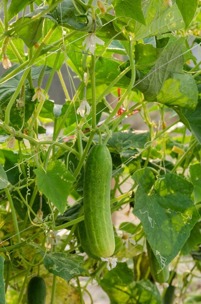 Fresh Cucumber Plant