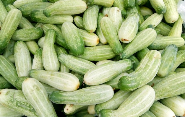 Fresh Cucumber of Southern Asia