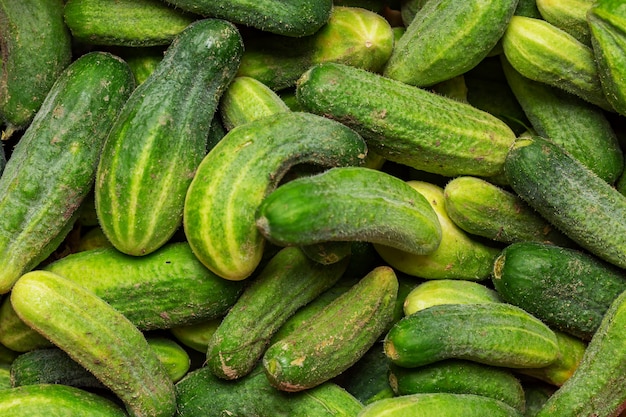 Fresh cucumber  top view