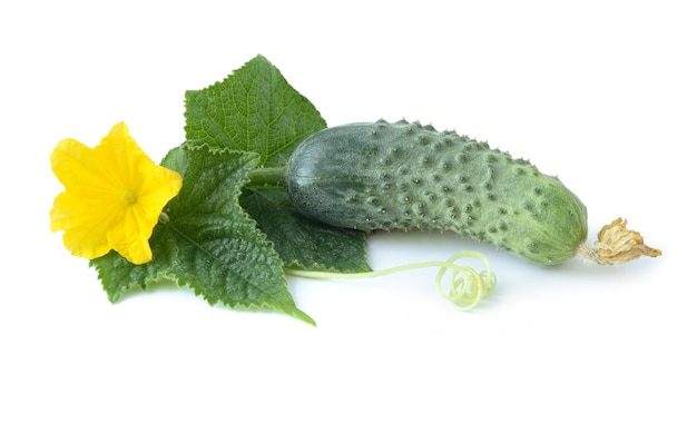 Fresh cucumber on a white background