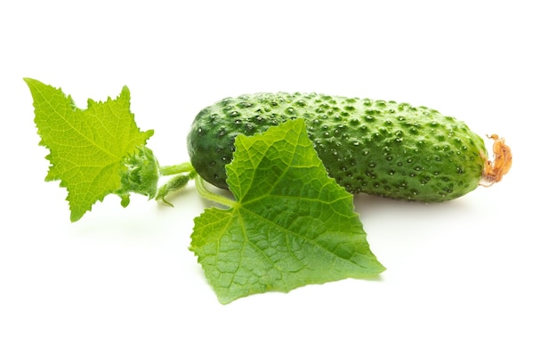 Fresh cucumber