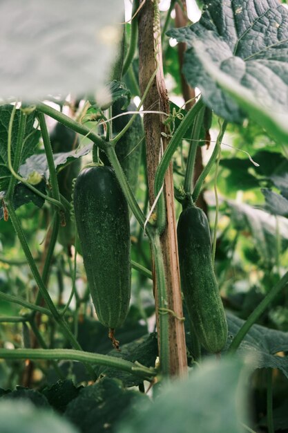 Fresh cucumbers grow fresh in the garden