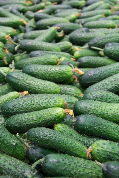 Fresh cucumbers in the market