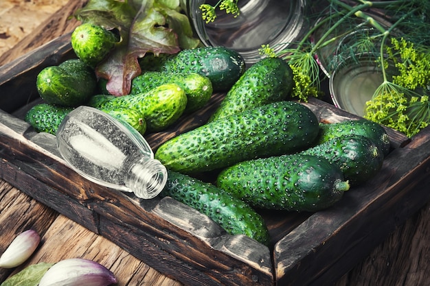 Fresh cucumbers for pickling