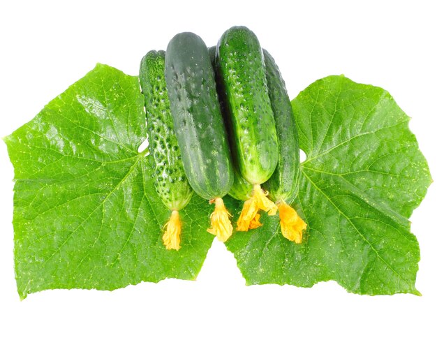 Fresh  cucumbers on  with green leaf and yellow blossom cluster. Isolated over white.