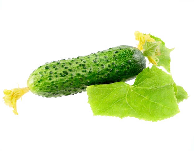 Fresh  cucumbers on  with green leaf and yellow blossom cluster. Isolated over white.