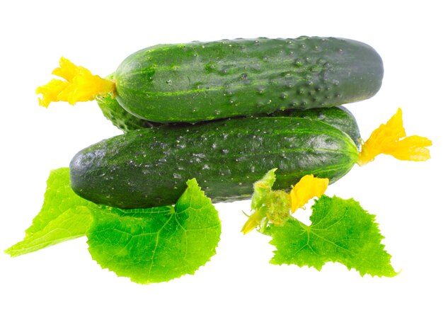 Fresh  cucumbers on  with green leaf and yellow blossom cluster. Isolated over white.