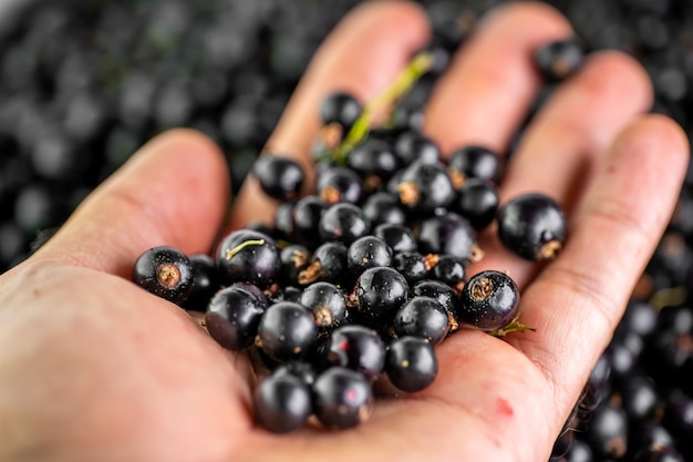 Fresh currants on the palm