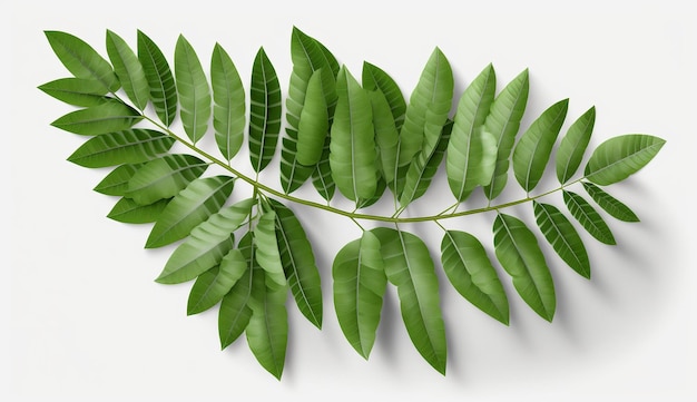 Photo fresh curry leaves isolated illustration white background image ai generated art