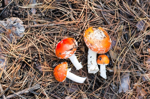 Fresh cut amanita on forest needles. Collection of mushrooms for microdosing. Top view