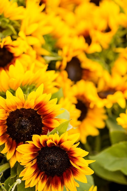 Fresh cut flowers on sale at the local farmers market.