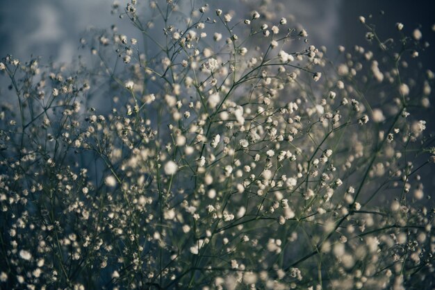 Fresh cut flowers white gypsophila background