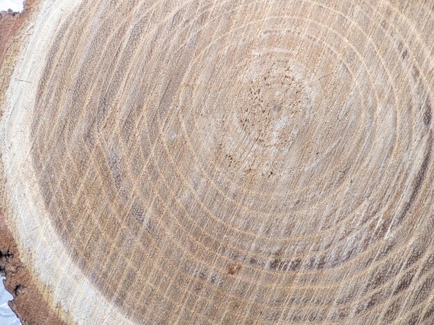 나무의 갓 자른 나무의 연륜 둥근 나무 조각