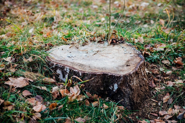 A fresh cut of a tree. A stump on the green grass. Cutting down trees. Environmental protection.