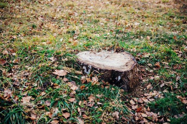 A fresh cut of a tree. A stump on the green grass. Cutting down trees. Environmental protection.