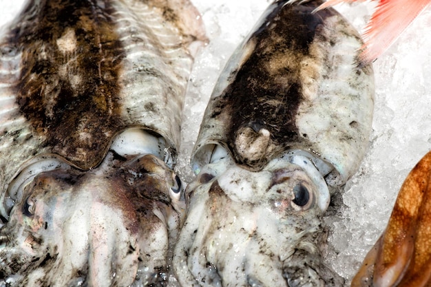 fresh cuttlefish at the market close up detail