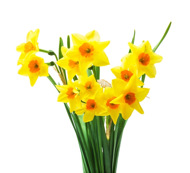 fresh daffodils flowers isolated on white background